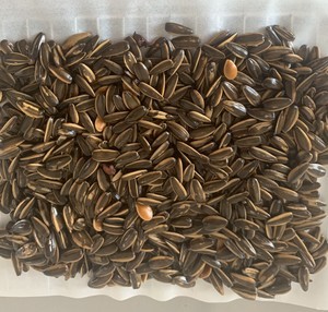 兒時美味の五香瓜子