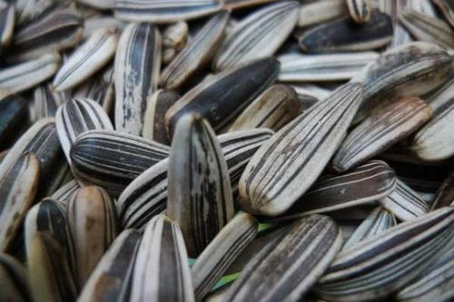 三種人不宜食用五香瓜子，購買后也需適量，健康知識快轉告家人